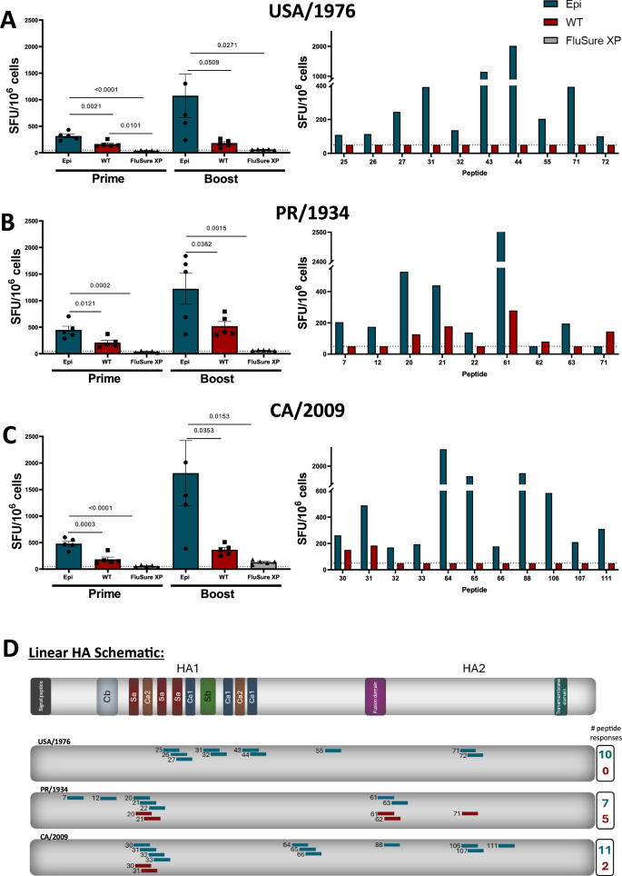 Fig. 4: Epigraph induces robust T cell responses in swine model.