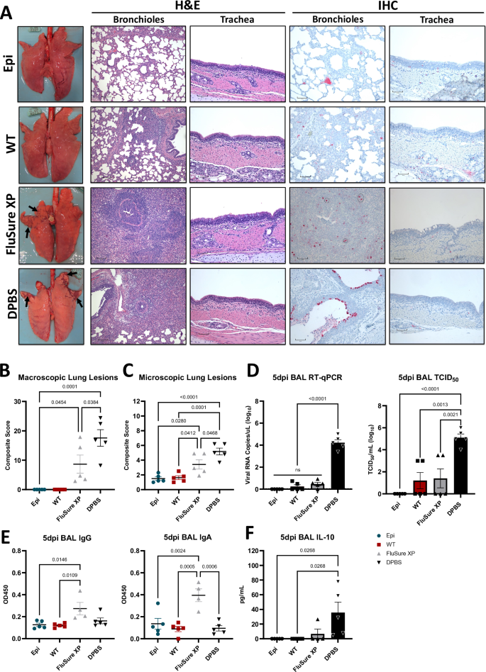 Fig. 6: Protective effect of Epigraph vaccine against lung pathology and viral replication after challenge in swine.