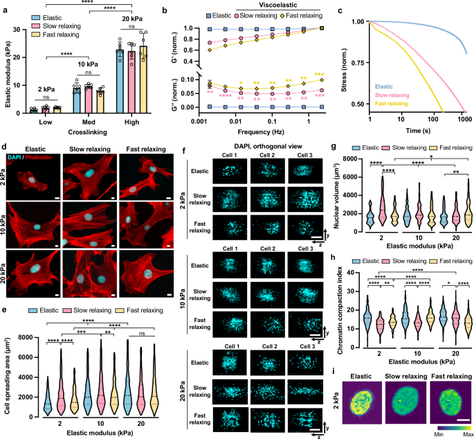 Fig. 1: Viscoelastic substrates regulate cell spreading, nuclear volume, and chromatin compaction in a stiffness-dependent manner.