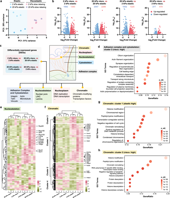 Fig. 2: RNA-seq of fibroblasts on gel substrates with varying stiffness and viscoelasticity.