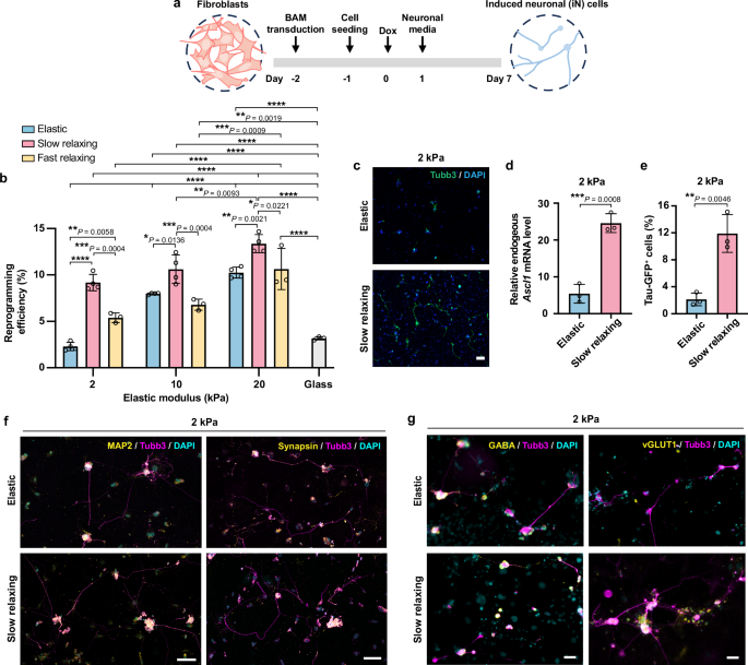 Fig. 3: Substrate viscoelasticity enhances the reprogramming of fibroblasts into induced neuronal (iN) cells.