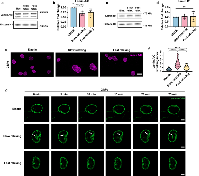 Fig. 4: Viscoelastic substrates remodel the nuclear lamina.