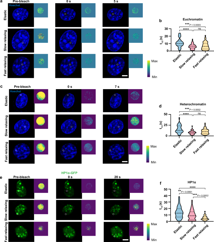 Fig. 5: Viscoelastic substrates facilitate chromatin dynamics.