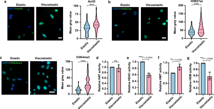 Fig. 6: Viscoelastic substrates promote open chromatin structure.