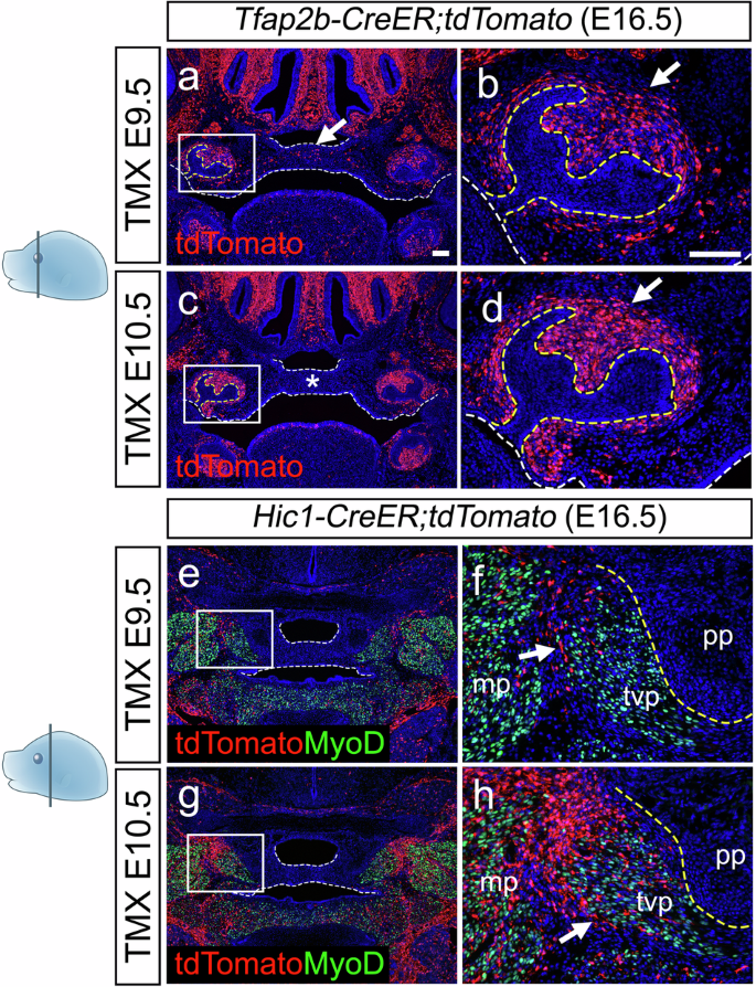 Fig. 10: Lineage tracing of Tfap2b and Hic1 induced at E9.5-E10.5 reveals early odontogenic and perimysial lineage specification preceding palatal shelf development.
