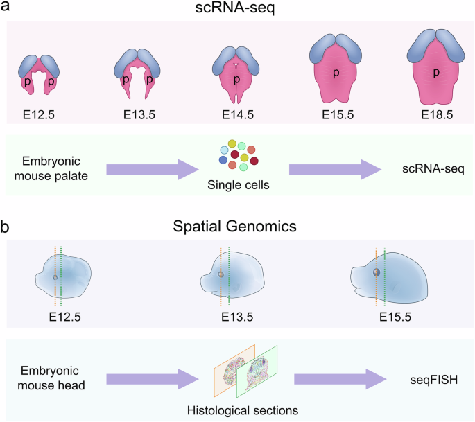 Fig. 1: Study design and dataset overview for scRNA-seq and seqFISH spatial genomics analysis of palate development.