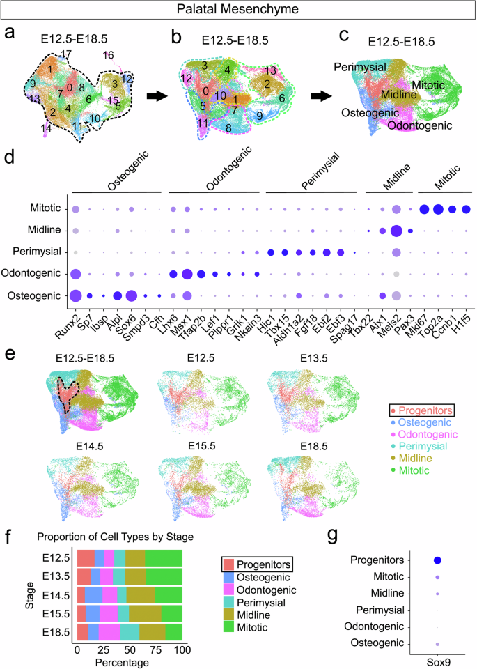 Fig. 2: Integrated analysis of palatal scRNA-seq data from E12.5 to E18.5 identifies distinct mesenchymal cell types in the mouse palatal region.