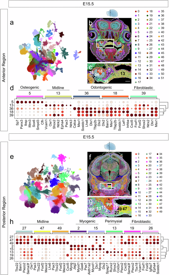 Fig. 3: Spatial mapping of mesenchymal populations in the E15.5 palatal region using seqFISH.