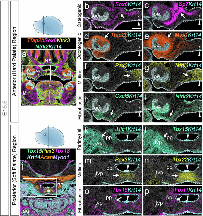 Fig. 4: Spatial mapping of osteogenic, odontogenic, midline, fibroblastic, and perimysial markers in the E15.5 hard and soft palate regions using seqFISH.