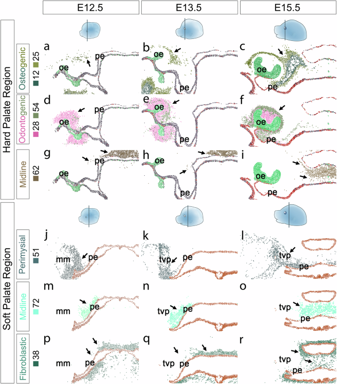 Fig. 5: Mapping of mesenchymal cell in vivo distribution during development using integrated analysis of E12.5, E13.5, and E15.5 spatial genomics data.