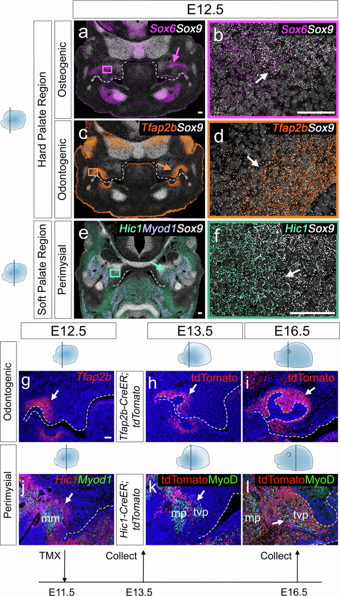 Fig. 8: seqFISH maps Sox9+ subsets at E12.5, with Tfap2b+ marking odontogenic and Hic1+ labeling perimysial cells, confirmed by lineage tracing.