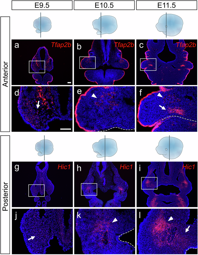 Fig. 9: Tfap2b and Hic1 show spatially restricted expression in the maxillary process of the first branchial arch from E10.5 to E11.5.