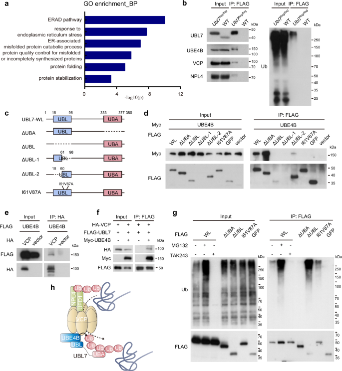 Fig. 4: UBL7 binds to VCP complex through direct interaction with UBE4B.