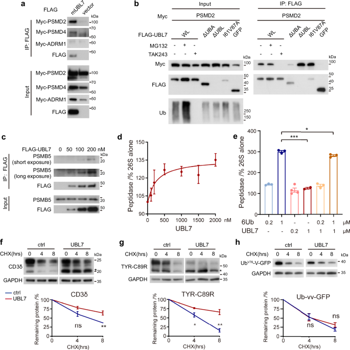 Fig. 5: UBL7 interacts with 26S proteasomes and prevents degradation of substrates.