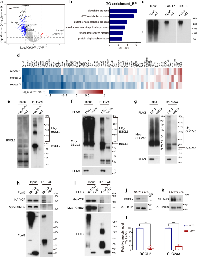 Fig. 6: UBL7 prevents target substrates degradation in testis.