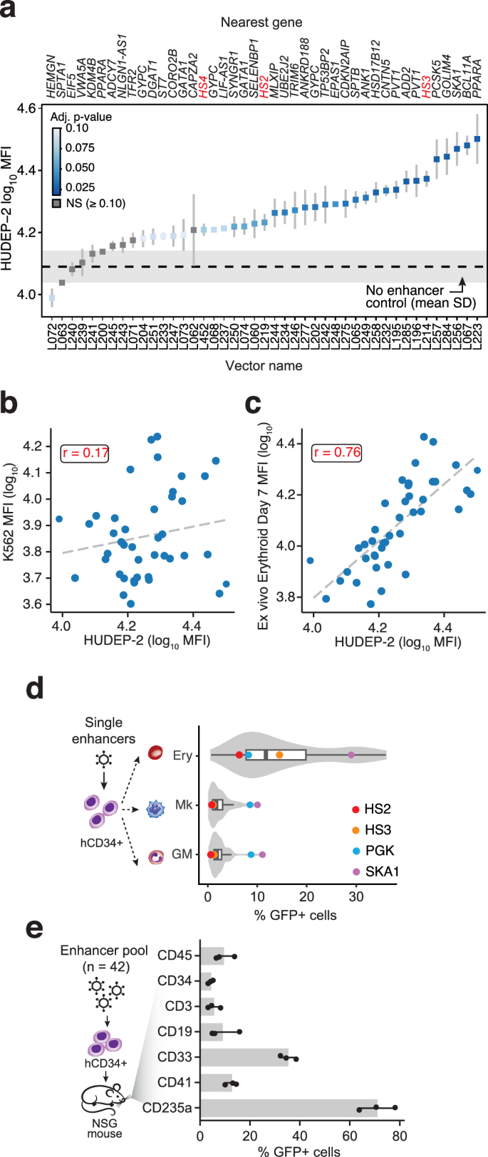 Fig. 3: Candidate enhancer elements display erythroid-specific activity in vivo and in vitro.