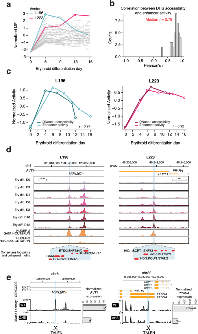 Fig. 4: Candidate enhancer elements are native transcriptional enhancers with erythroid temporal activity.