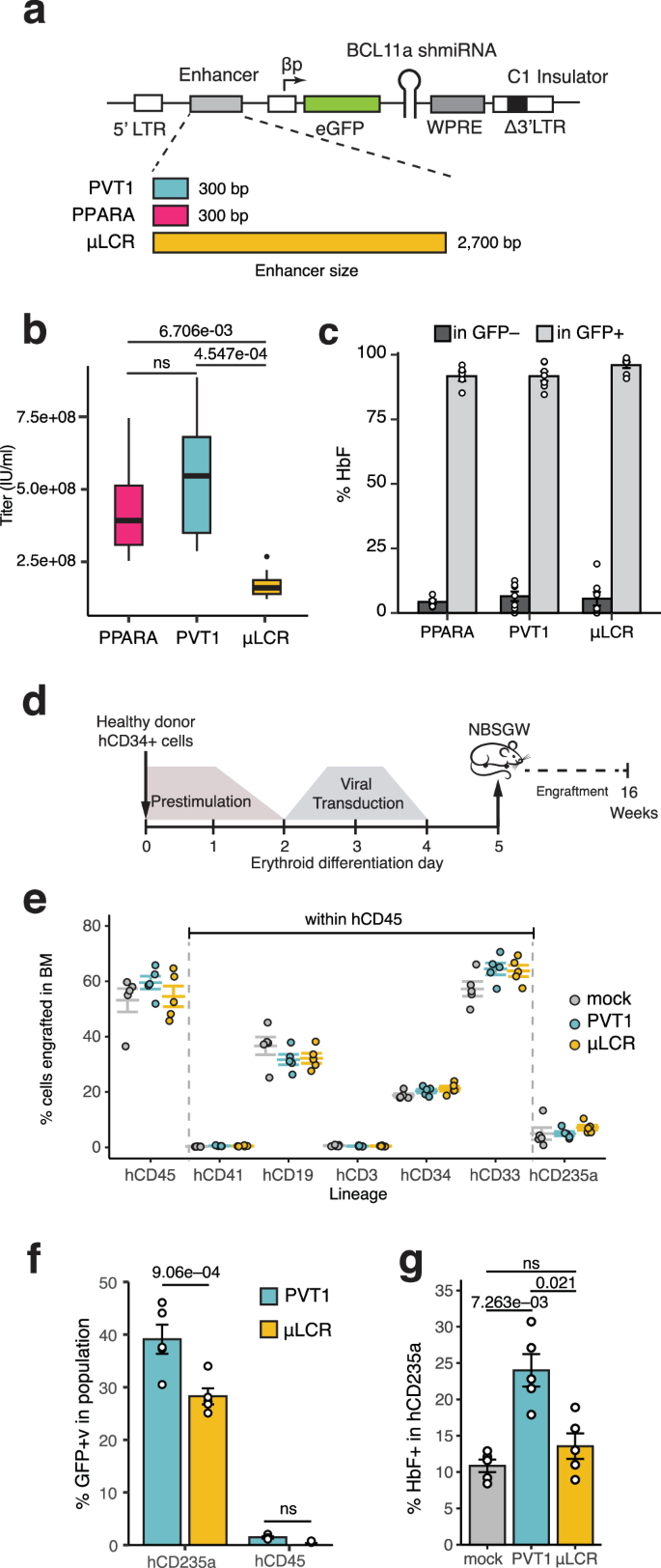 Fig. 5: shmiRNA vectors equipped with compact, potent, erythroid-specific enhancers outperform μLCR-vectors in vitro and in vivo.