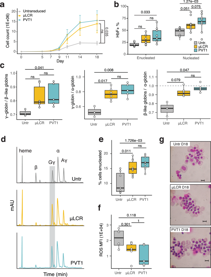 Fig. 6: Therapeutic vectors equipped with PVT1 enhancer achieve superior correction of the β-thalassemia phenotype compared to μLCR.
