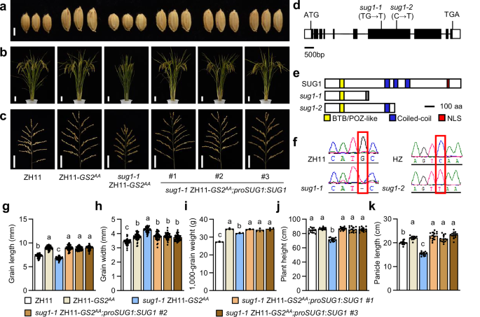 Fig. 1: Identification and molecular characterization of the SUG1 gene.