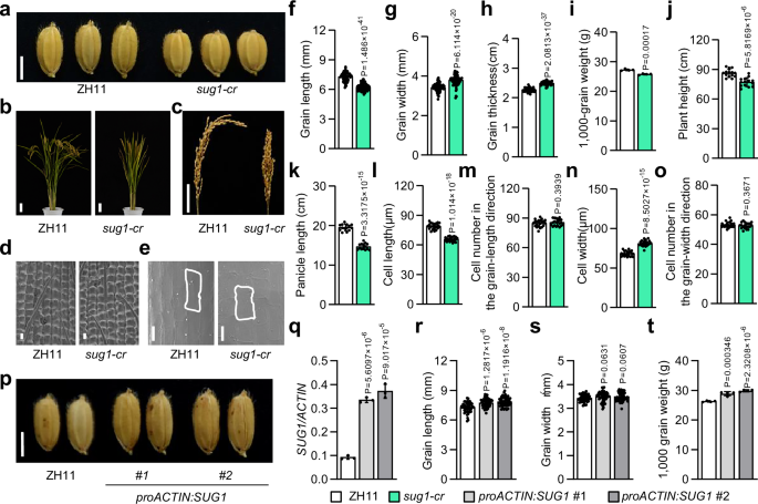 Fig. 2: SUG1 regulates grain size by primarily influencing cell expansion.