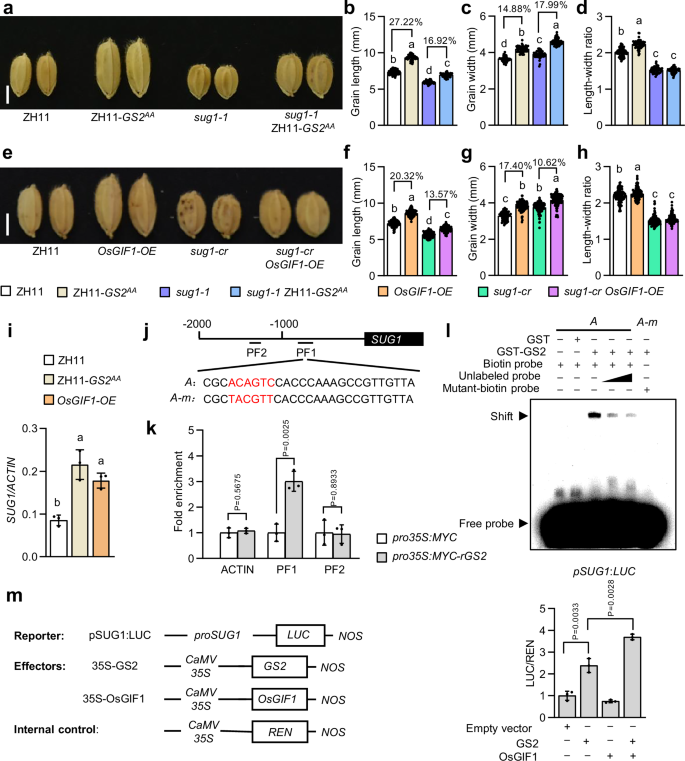 Fig. 3: SUG1 acts downstream of GS2 and OsGIF1 and is a direct target of GS2 in grain size control.
