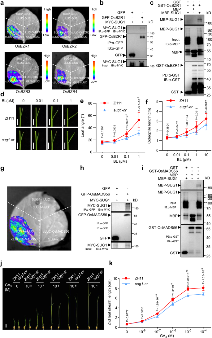 Fig. 5: SUG1 interacts with OsBZR1 and OsMADS56 and is involved in BR and GA responses.