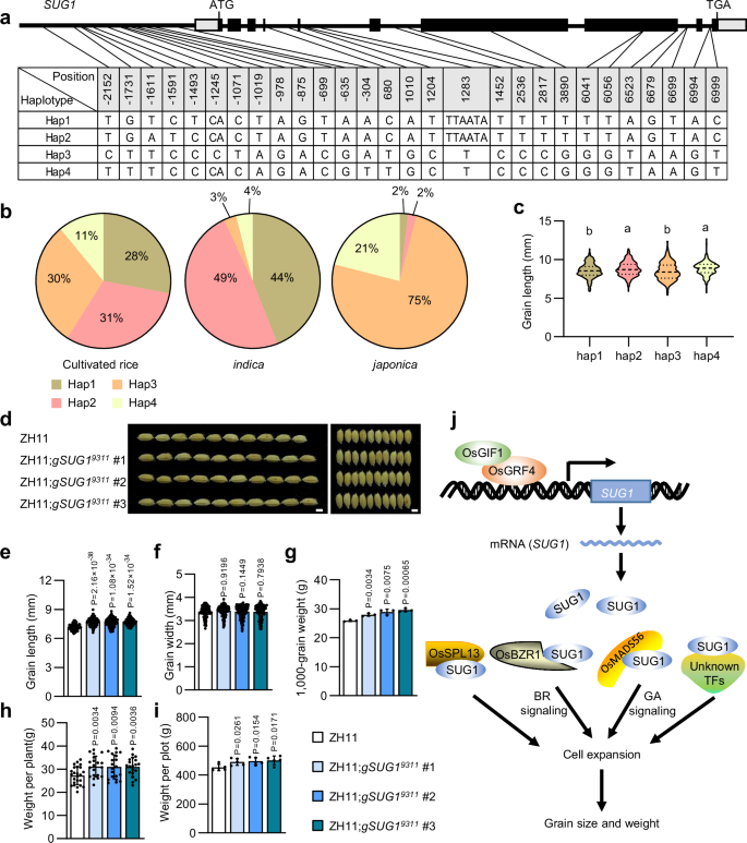Fig. 6: The SUG19311 allele is associated with grain length and grain yield improvement in rice.