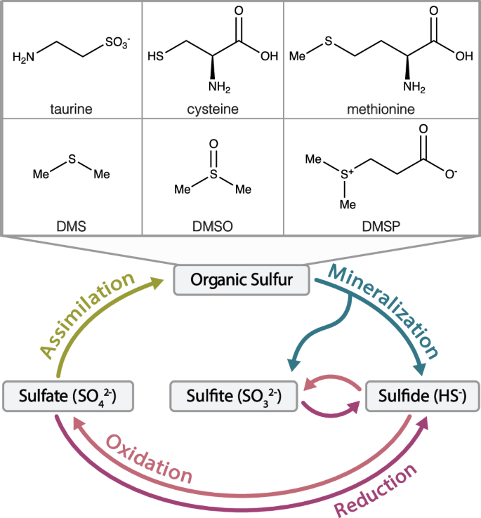 Fig. 1: The biogeochemical sulfur cycle.