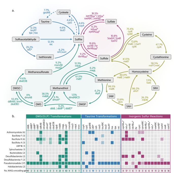 Fig. 2: Organosulfur cycling potential at Soudan Mine.