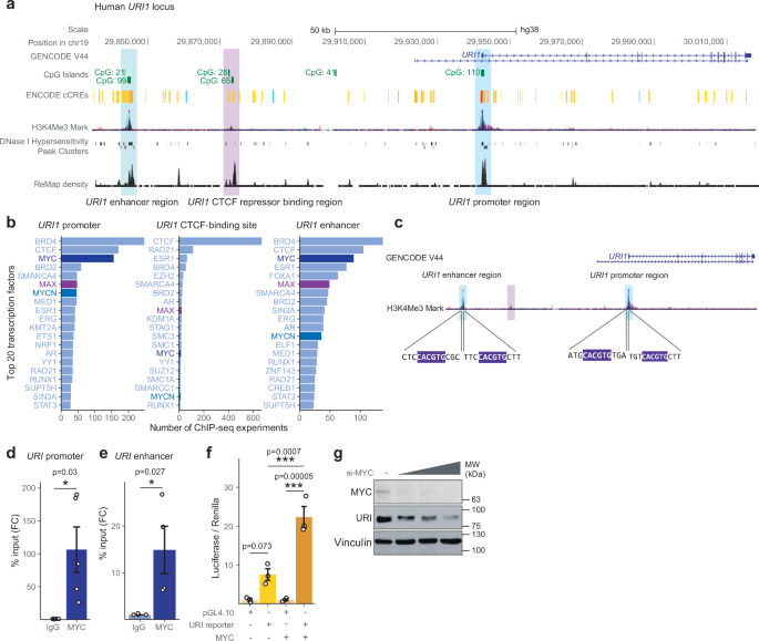 Fig. 2: MYC transcriptionally upregulates URI.