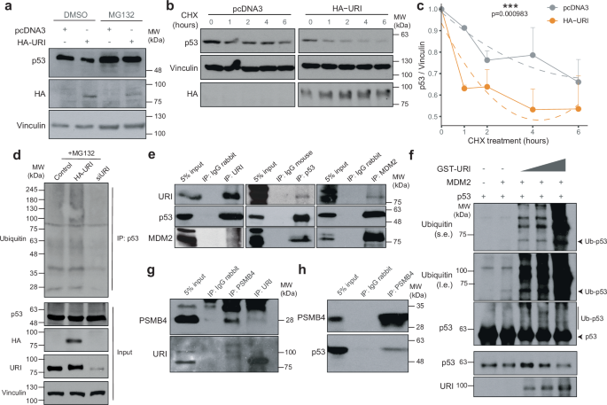 Fig. 5: Oncogenic URI regulates p53 stabilization by modulating MDM2 activity.