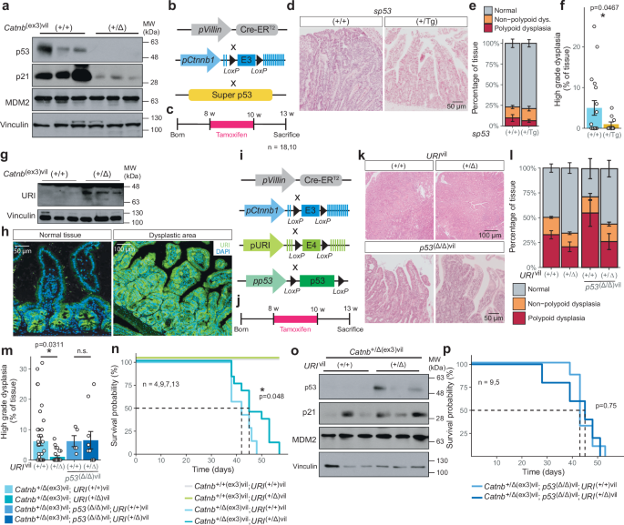 Fig. 7: p53 barrier prevents CRC in a β-catenin-dependent manner.