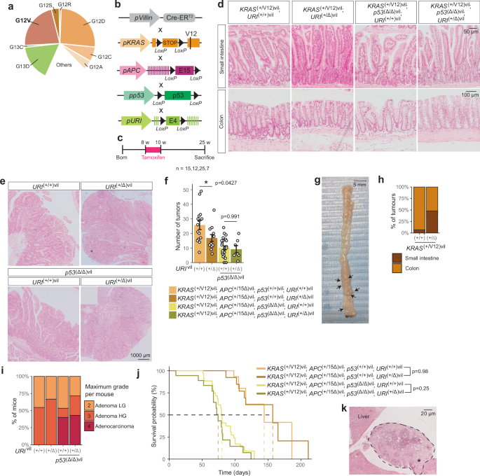 Fig. 8: KRAS activation occurs after p53 protein degradation contributing to aggressiveness.