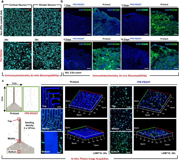 Fig. 3: Biocompatibility and Imaging Quality Assessment of FPE-PEDOT.