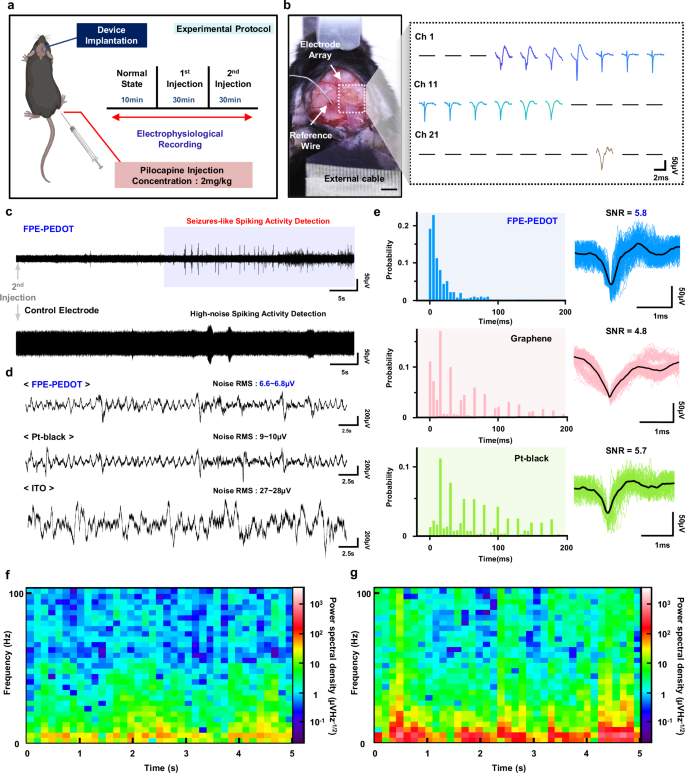 Fig. 4: In Vivo Electrophysiological Recording of Extracellular Action Potentials and Local Field Potentials Using FPE-PEDOT.