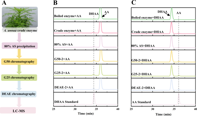 Fig. 2: Activity-oriented purification of A. annua crude enzyme.