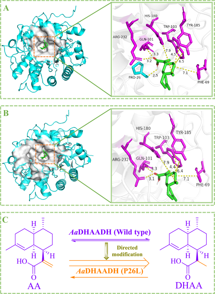 Fig. 4: Catalytic mechanism and directed modification of AaDHAADH.