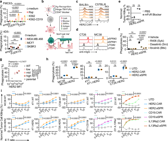 Fig. 1: eSPR potentiates macrophages to phagocytose tumor cells in vitro.