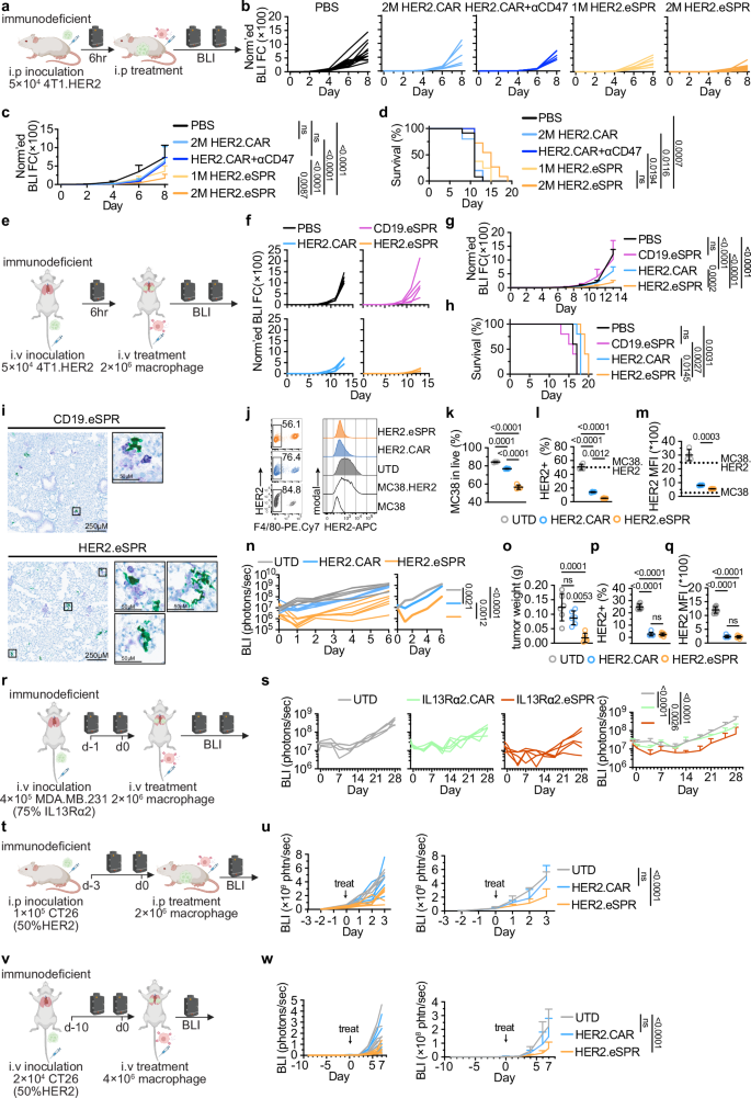 Fig. 2: eSPR macrophages are potent phagocytic tumor remover in vivo.