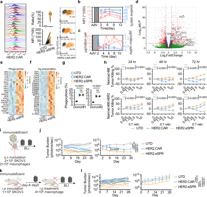Fig. 6: Primary human macrophages supercharged by adenoviral transduced HER2.eSPR for phagocytic tumor cell removal.