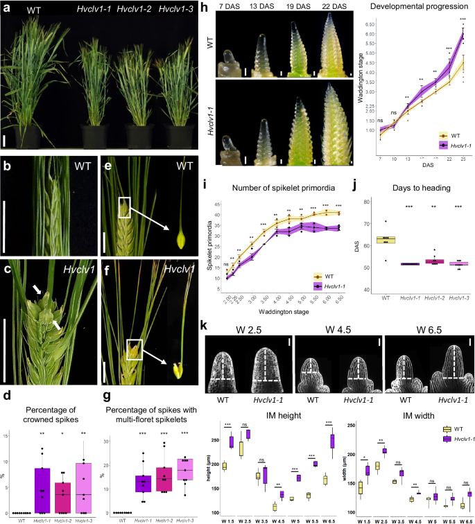 Fig. 2: HvCLV1 impacts plant and spike architecture, delays inflorescence development and promotes spikelet formation.