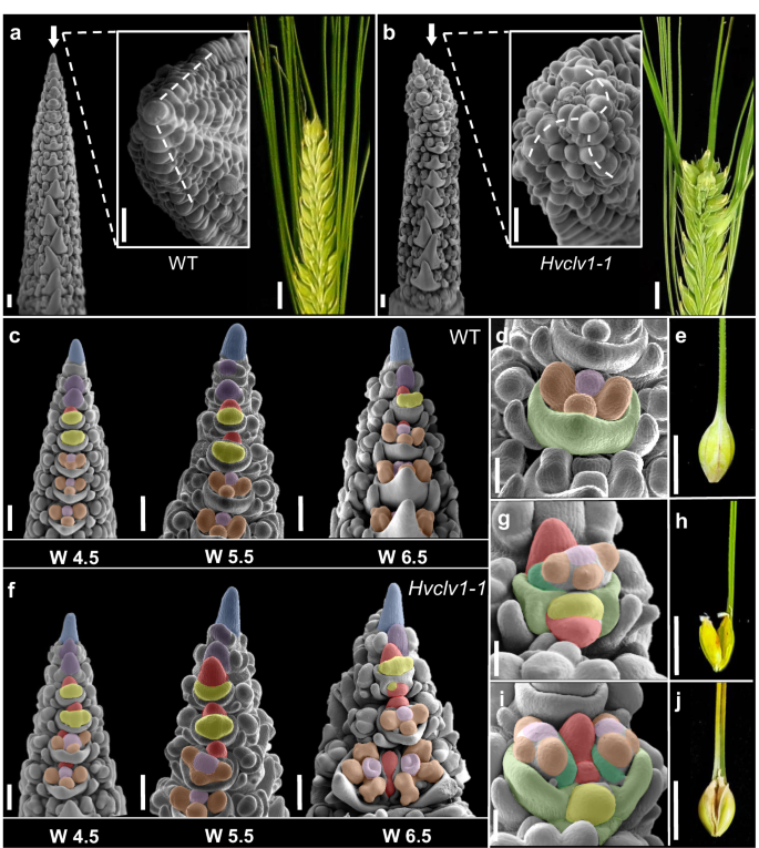 Fig. 3: The origin of crowned spikes and multi-floret spikelets.