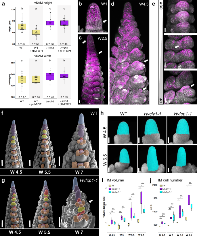 Fig. 4: HvFCP1 interacts with HvCLV1 to regulate IM and RP size and determinacy.