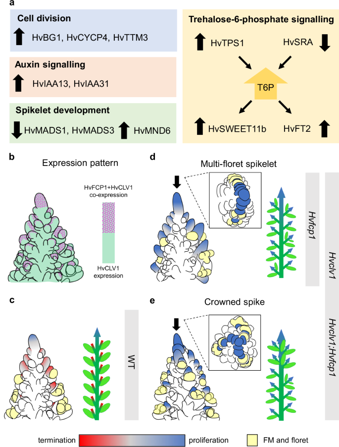 Fig. 6: Comparative transcriptome analysis of similarly regulated genes in Hvclv1 and Hvfcp1 vs WT, and schematic summary.