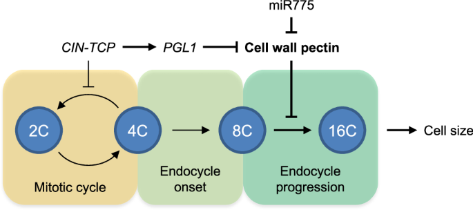 Fig. 10: A working model of the role of cell wall pectin in regulating endoreplication and cell size.