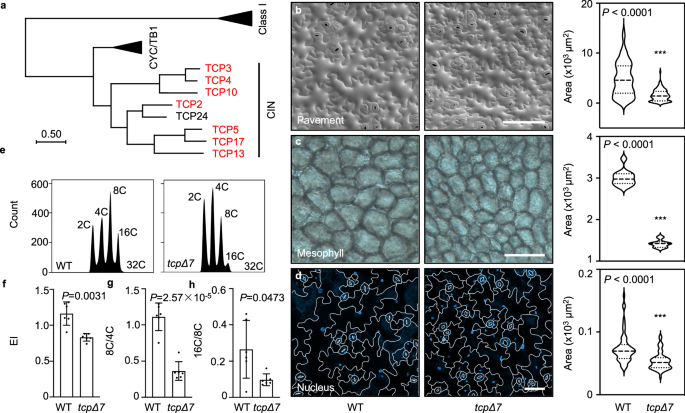 Fig. 1: CIN-TCPs promote cell expansion and endocycle.