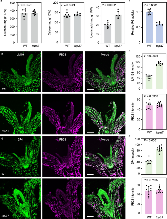 Fig. 2: tcpΔ7 exhibits elevated cell wall pectin and reduced PG activity.