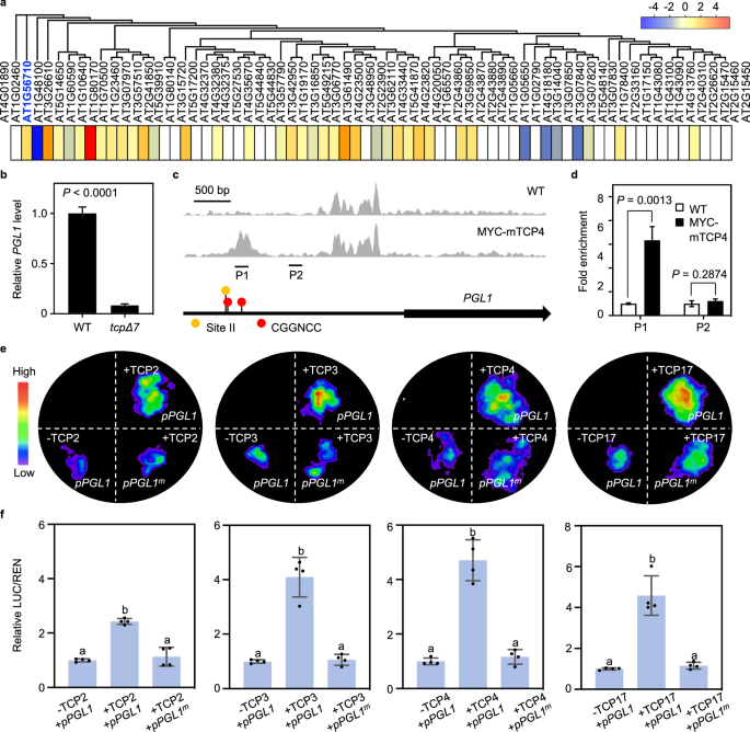 Fig. 3: TCP4 directly activates PGL1 expression.