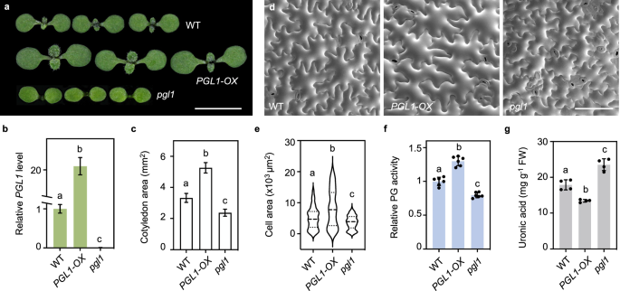 Fig. 4: PGL1 promotes cell expansion and represses cell wall pectin.